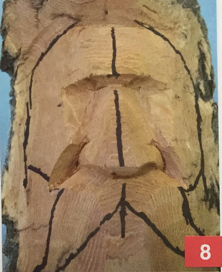 Carving Bark Woodspirit Step 8